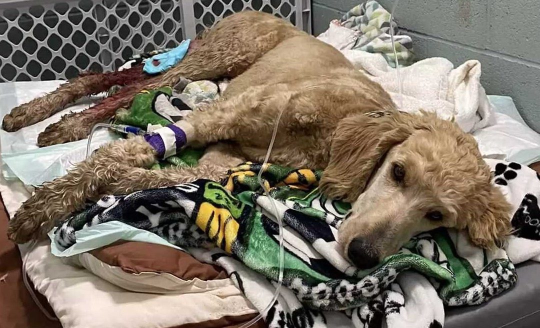 Couple Uses Wedding Fund to Pay for Surgery on Injured Dog Found on Side of Road: ‘She Deserved a Chance’