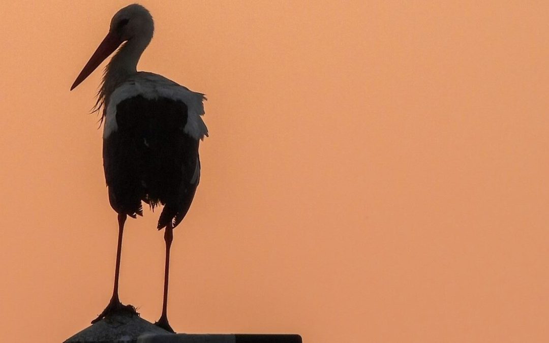 The Old Man and the Stork: An Unlikely Friendship That Captivated a Nation