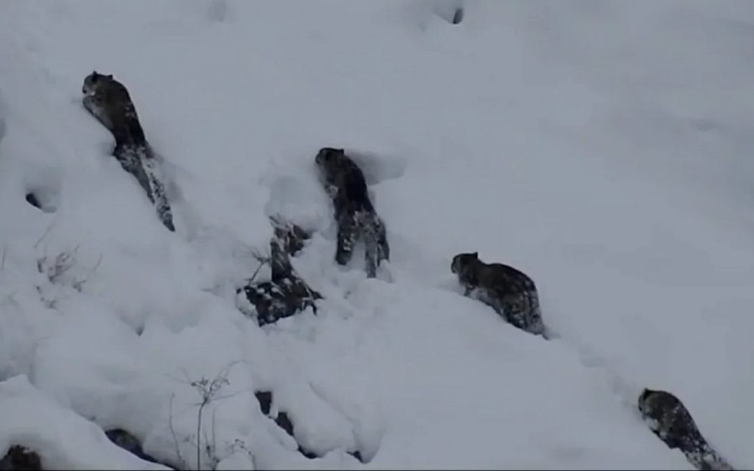 Rare Sighting of Four Snow Leopards Together Sparks Frenzy of Excitement – (WATCH)