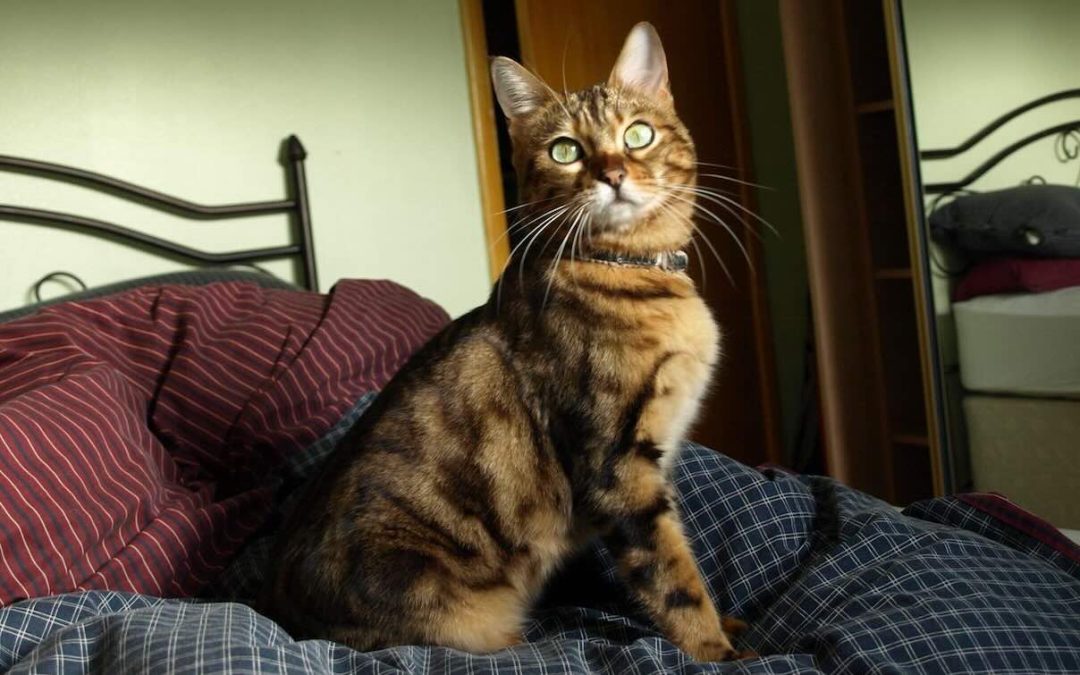 Man is ‘Overwhelmed’ as His Bengal Cat is Returned From 16-year Absence After a Phone Call