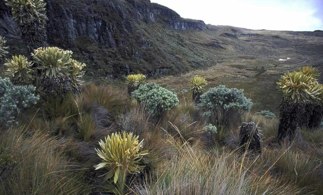 ‘Change Has Been Amazing’ For Depleted Mountain: with New Vegetation Comes Deer, Pumas, Andean Bears