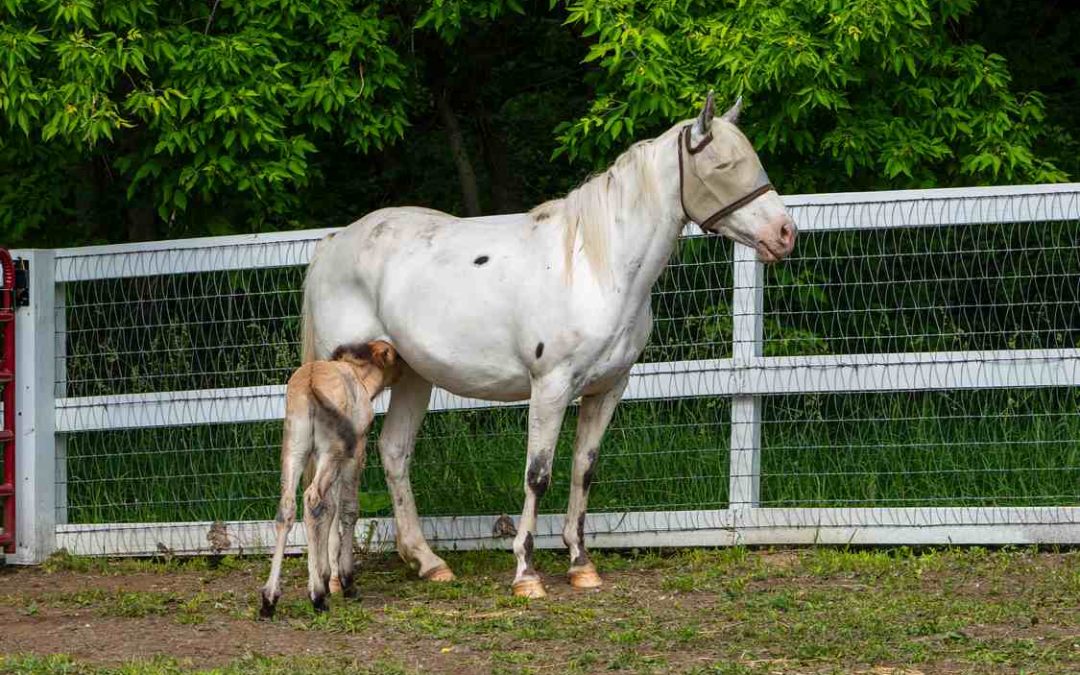 Rare Wild Baby Horse Is Adopted by a Domestic Pony That Just Lost Her Own Foal