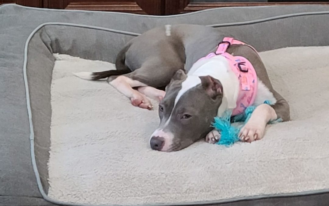 Woman Finds Abandoned Pup in Woods And Finds Perfect New Owners – Grieving a Dog Loss of Their Own