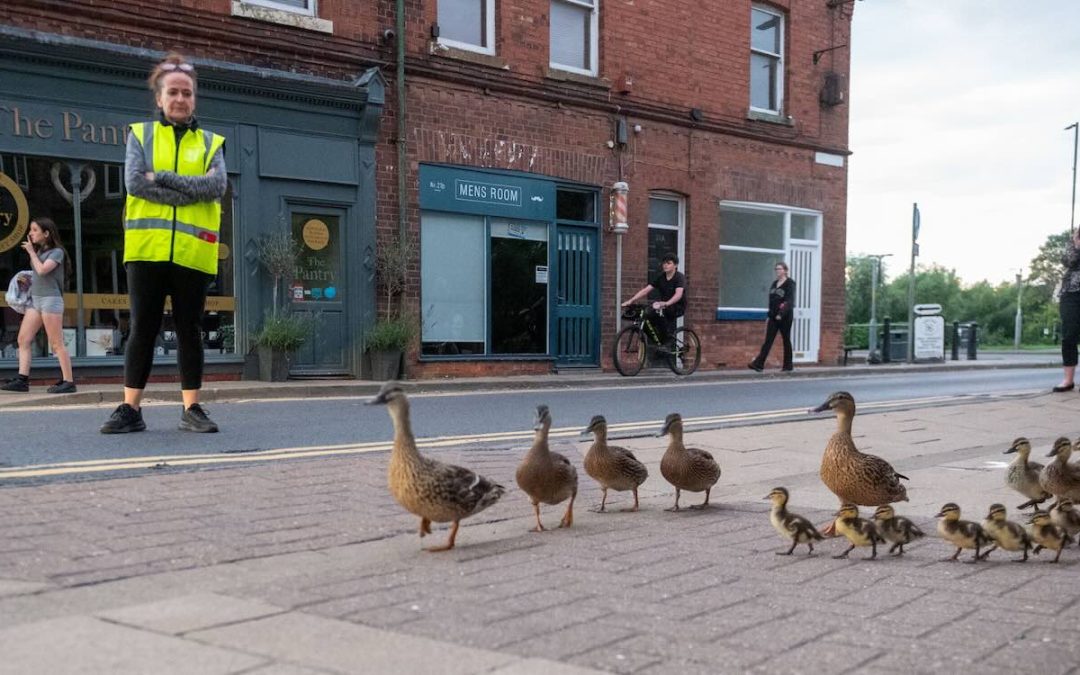 Ducks Decide Town Center is Best Sleeping Spot So Humans Escort Them Safely to and From the River Daily
