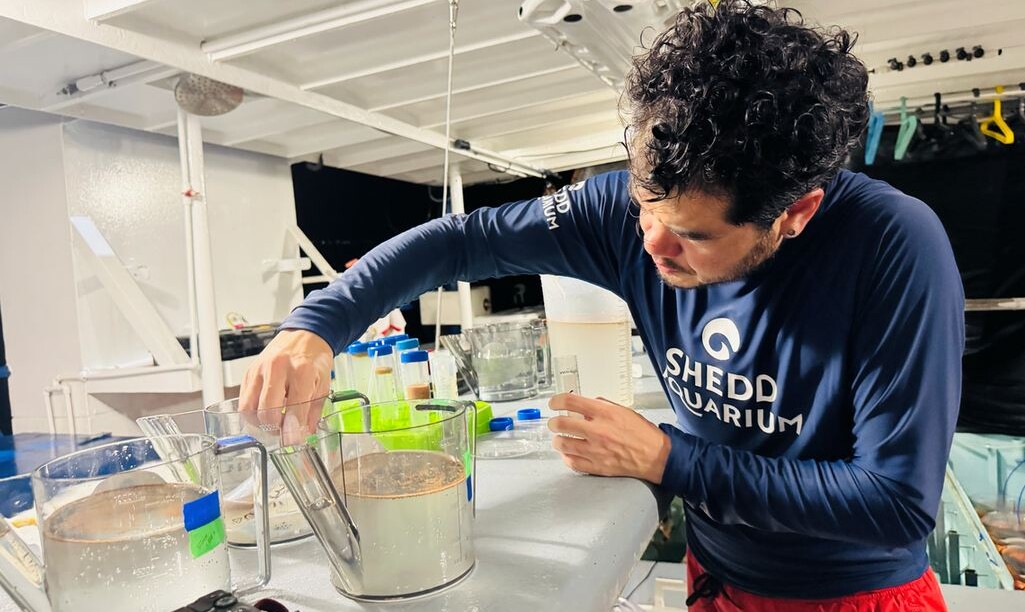 Florida Coral Nursery Spawns for the First Time Since 2023, Contributing to Reef Resilience