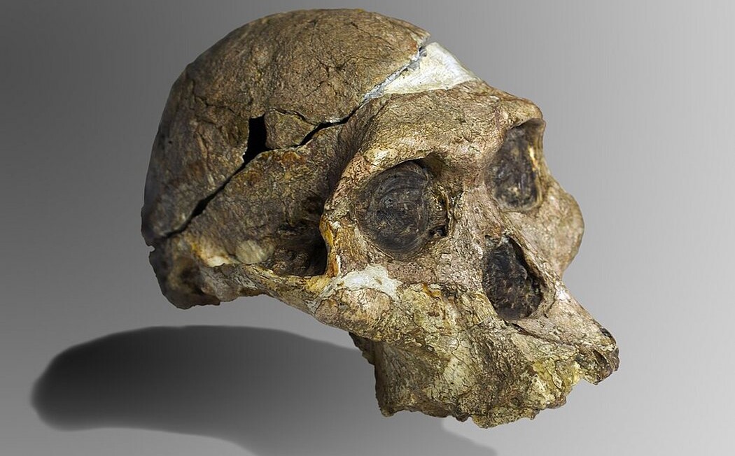 Staggering Finds Show Early Humans Lived Alongside the Very Apes They Evolved from