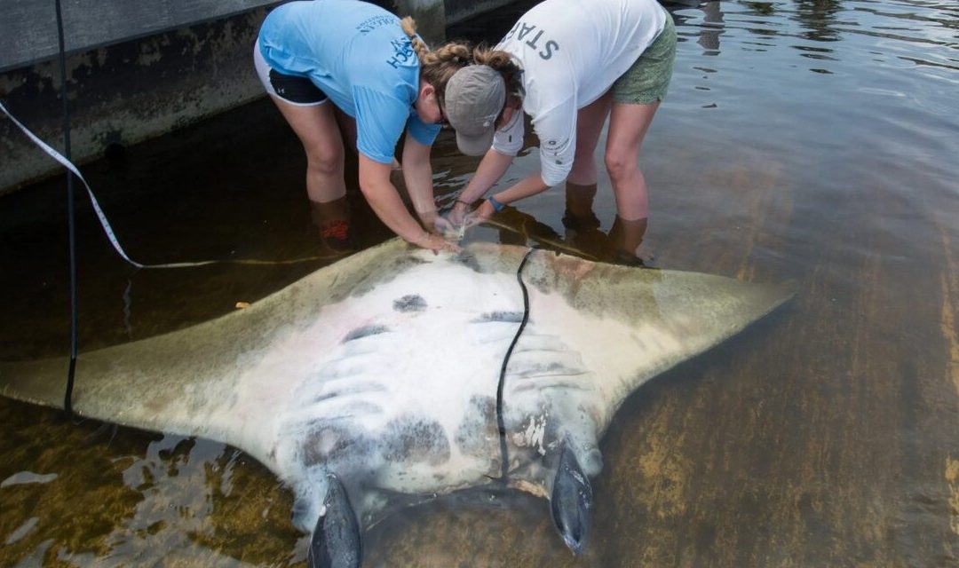Scientists Identify a New Manta Ray Species, Just the Third Known in the World