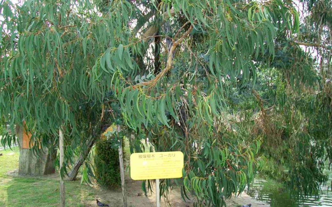 These Trees Survived Hiroshima, Group Plants Their Seeds Worldwide to Preserve Their Memory