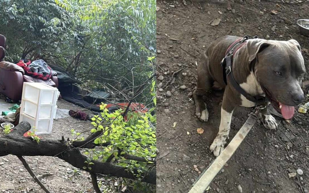 Intuition and a Devoted Dog Guided a Man to An Unconscious Couple Whose Lives He Saved