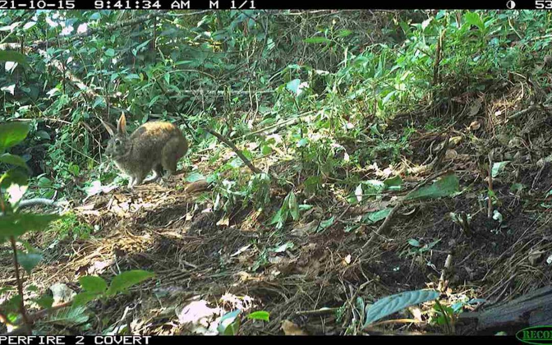 Small Rabbit with a Black Tail Not Seen in 120 Years Found Hopping Around Mexican Mountains