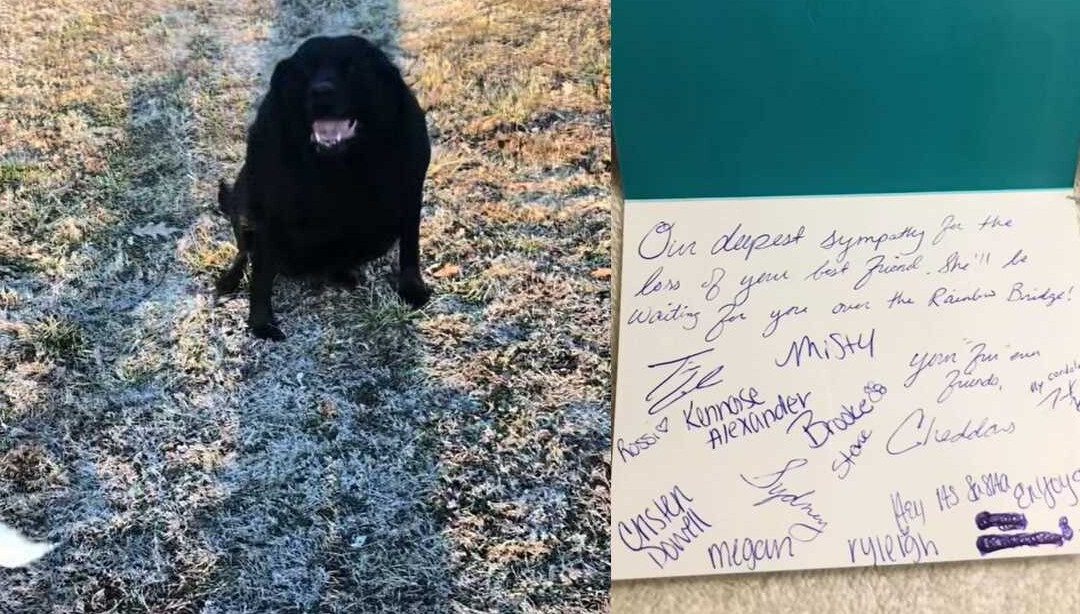 TikToker Reveals Restaurant’s Viral Compassion After He Ordered His Dog’s Last Meal