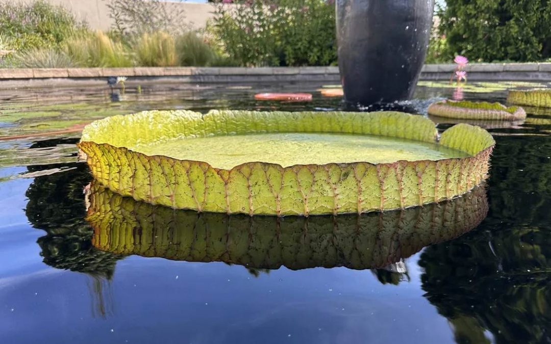 Botanic Gardens Film Giant Lily Pads Holding Over 180 lbs. in Annual ‘Water Lily Weigh Off’