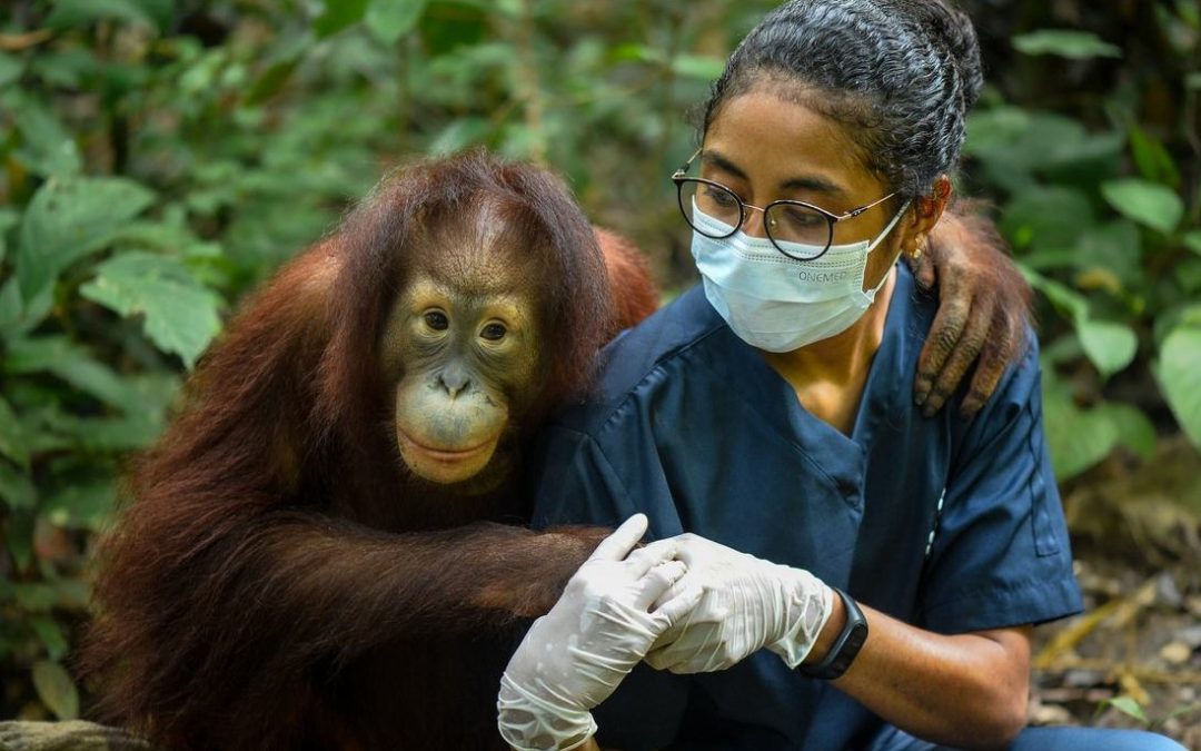 Orangutan Released After 9 Years of Intensive Rehabilitation in Nonprofit’s ‘Jungle School’