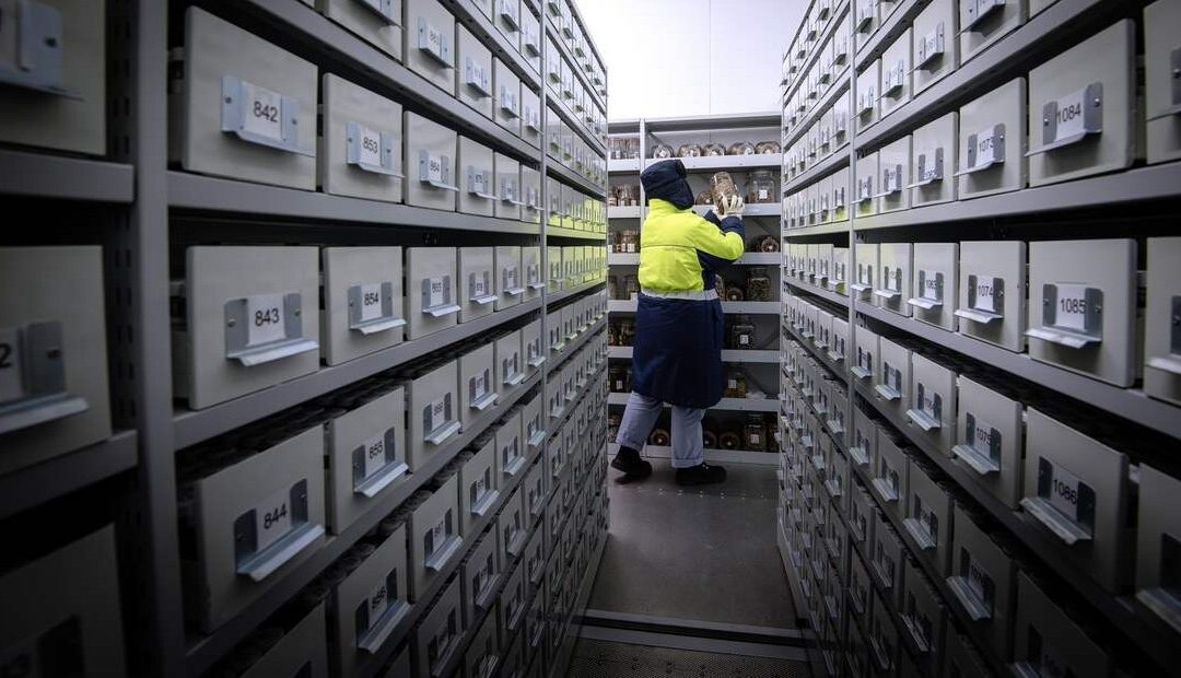 Quarter Century of Collecting Seeds From Around the World Safeguards Them From Extinction