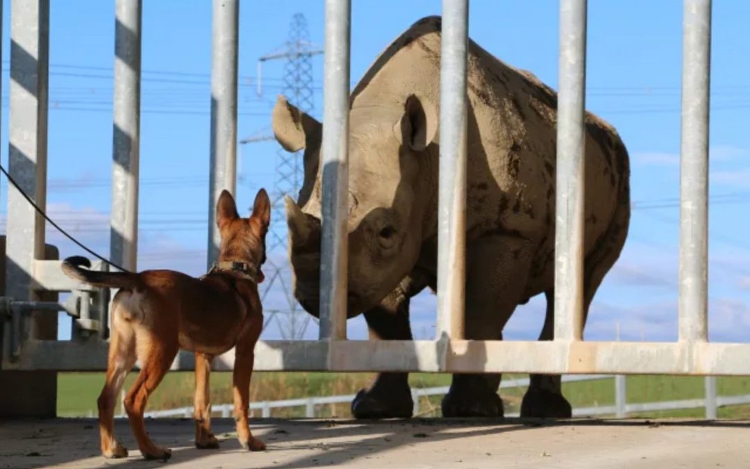 Meet the Welsh Puppies Stopping Wildlife Poachers in Africa