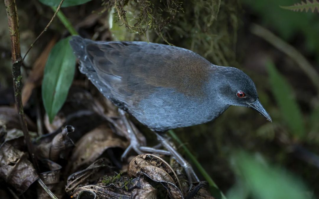 Missing for 200 Years, the Galapagos Rail Reappears Following Floreana Island Restoration