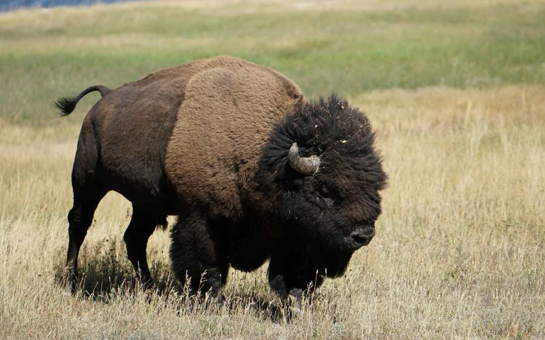 Bison Return to Illinois Prairie to the Sounds of Drumming After 200 Years of Absence