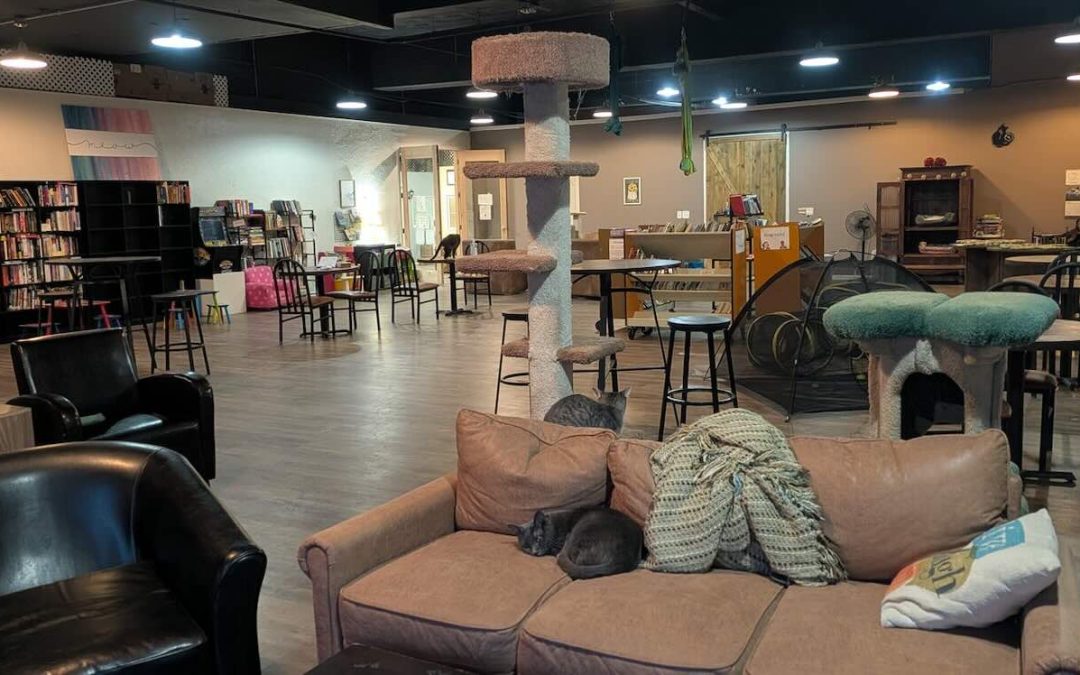 Pet Sanctuary Takes in Overflow from Homeless Shelter Amid Unprecedented Cold Snap