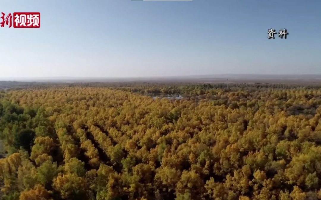 Planting Billions of Trees Turned Barren Desert into a Carbon Sink That Lowers Atmospheric CO2
