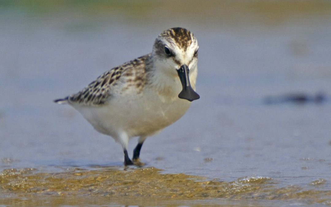 In the Land of Infrastructure Projects, Activists and Nature Lovers Saved Endangered Spoonbill Habitat