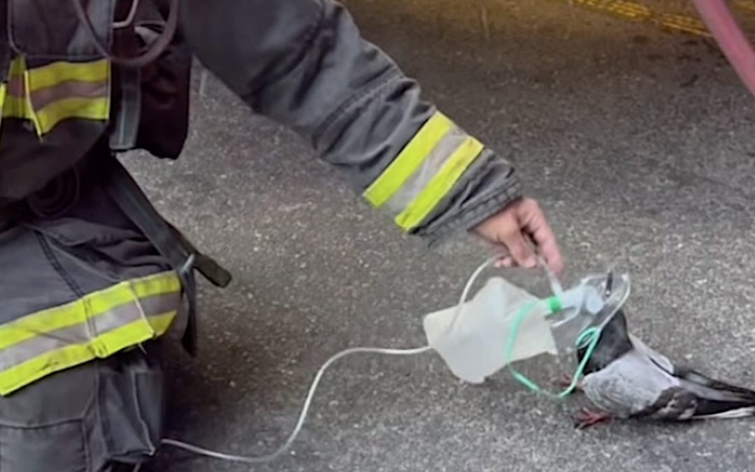 Pigeon Walks Up to Firefighters Who Offer Oxygen to ‘Clear its Lungs’